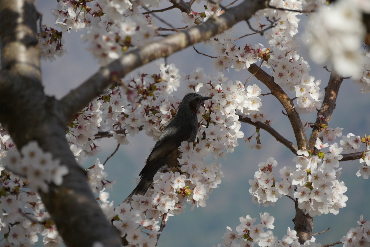 fuji4
