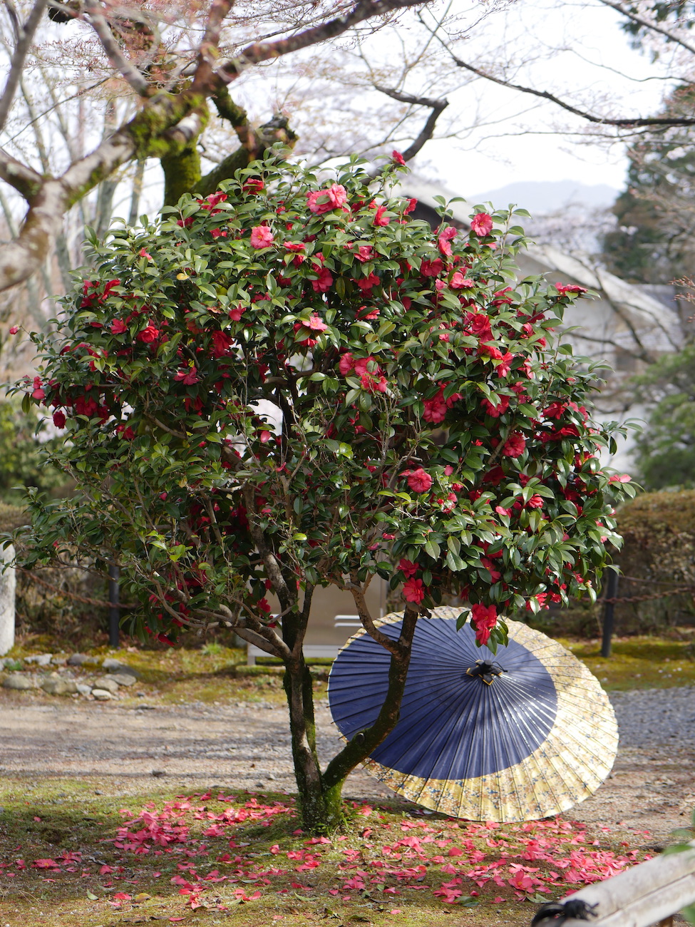 kyoto7