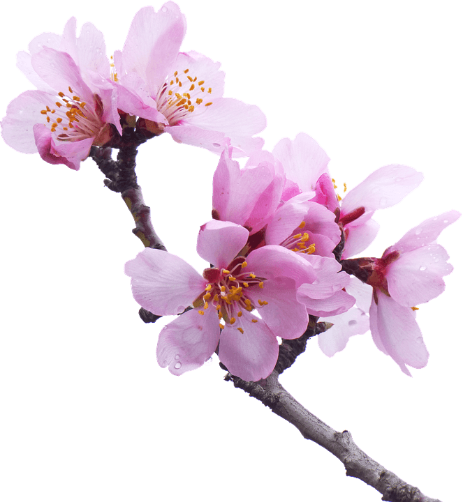 pngegg 1 2